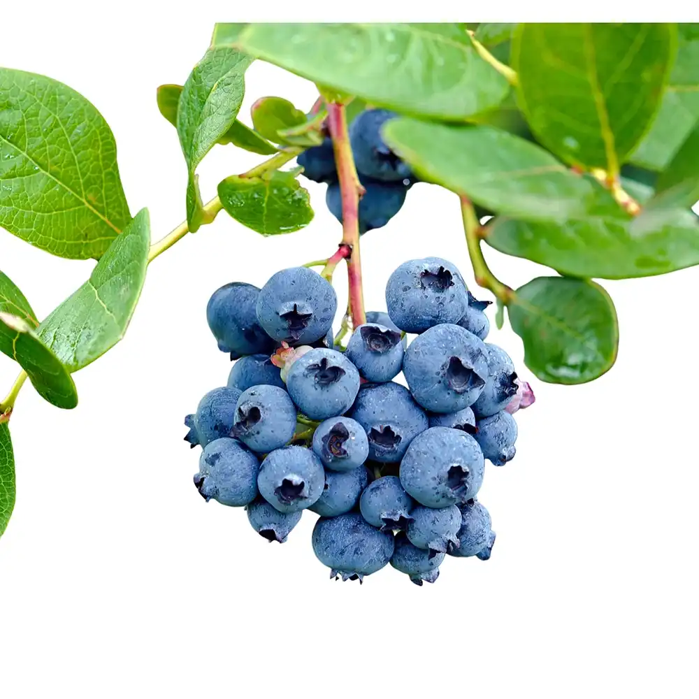 Afin Tarziu Elliot (Vaccinium corymbosum), productiv, cu fructe dulci-acrisoare, an 2 pe rod - Image 3