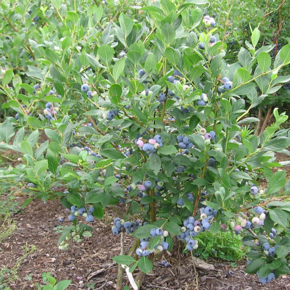 Afin Goldtraube 71 (Vaccinium corymbosum), cu gust dulce si aroma placuta, ideal pentru gradina si congelare, an 1 pe rod - Image 6