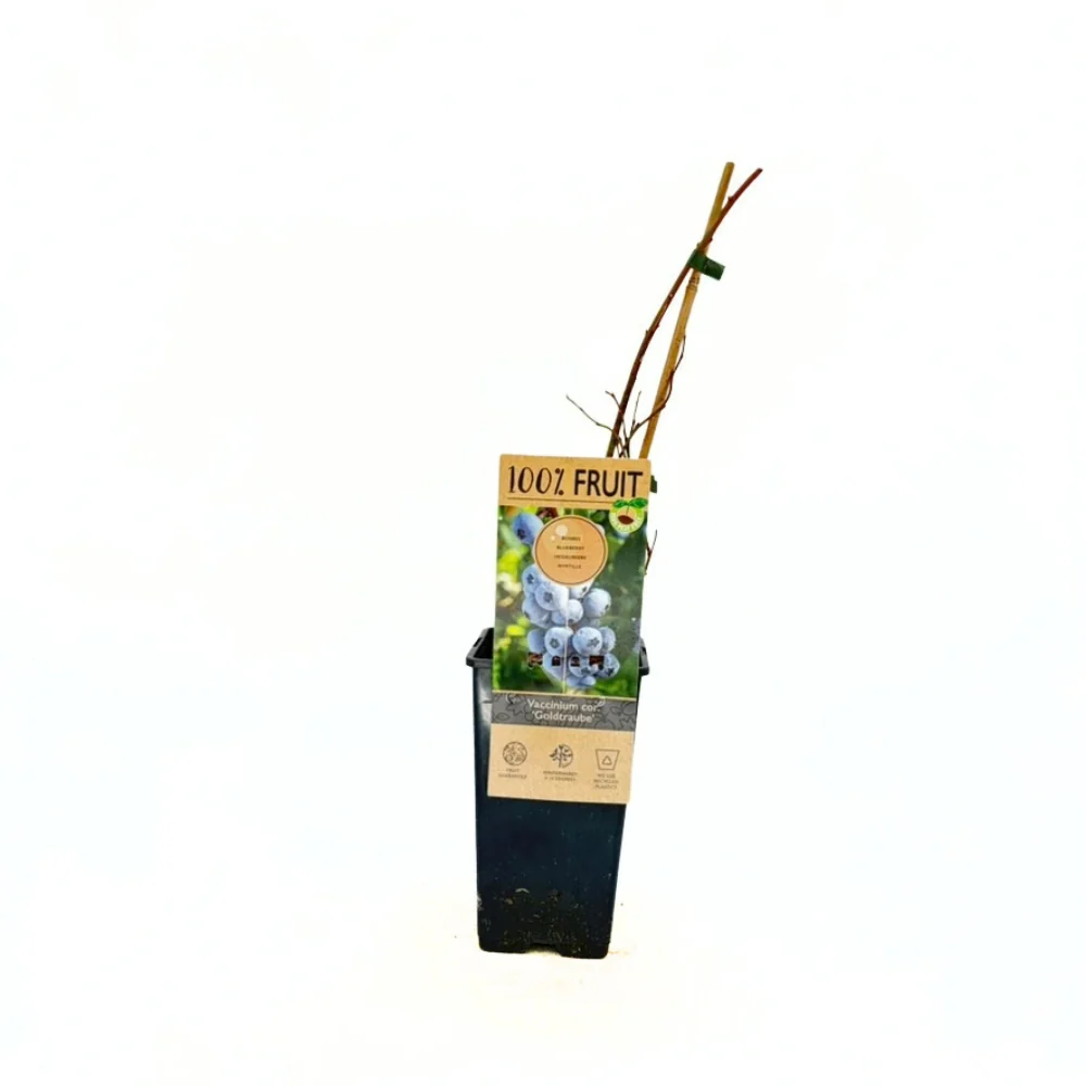 Afin Goldtraube 71 (Vaccinium corymbosum), cu gust dulce si aroma placuta, ideal pentru gradina si congelare, an 1 pe rod - Image 7