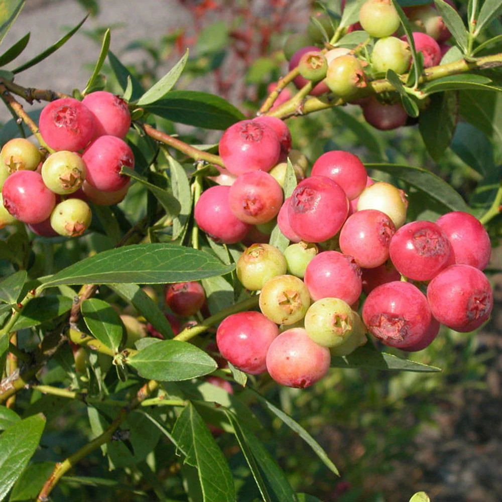 Afin Pink Lemonade (Vaccinium), cu fructe roz-rosu dulci-acrisoare, an 1 pe rod - Image 4