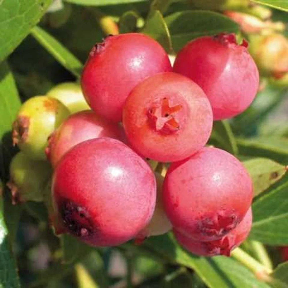 Afin Pink Lemonade (Vaccinium), cu fructe roz-rosu dulci-acrisoare, an 1 pe rod - Image 5