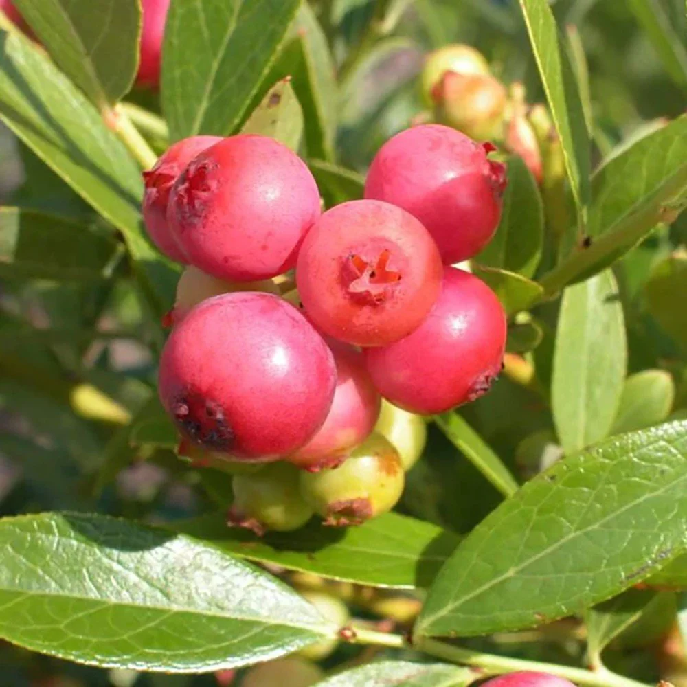 Afin Pink Lemonade (Vaccinium), cu fructe roz-rosu dulci-acrisoare, an 1 pe rod - Image 6