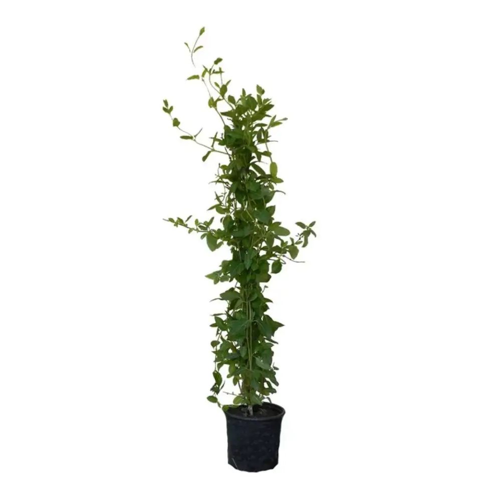 Afin Siberian (Lonicera caerulea Kamtschatica), Fructe albastre, unice, cu un gust dulce-acrisor deosebit - Image 8