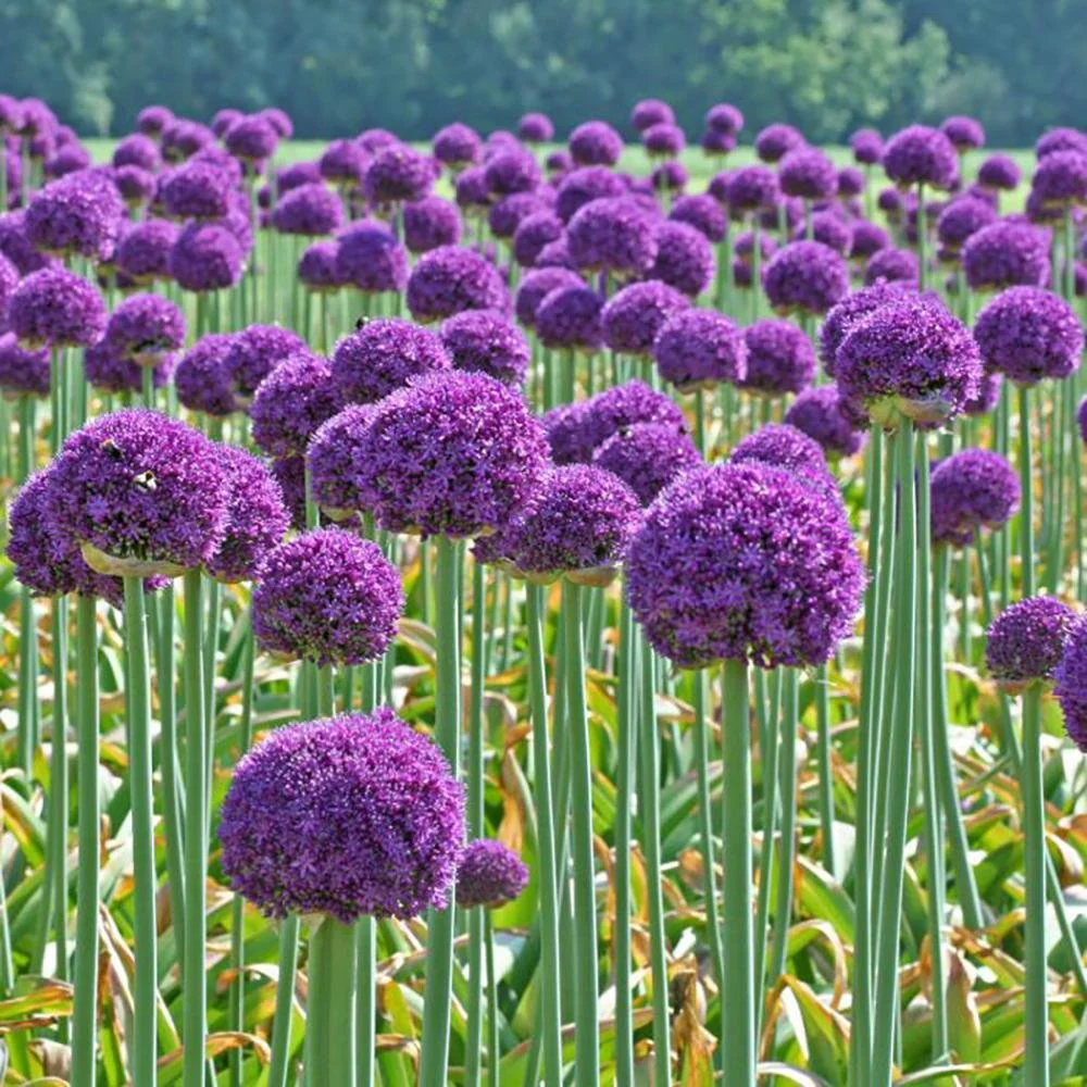 Ceapa Ornamentala (Allium) Ambassador, cu flori mov sferice - Image 6