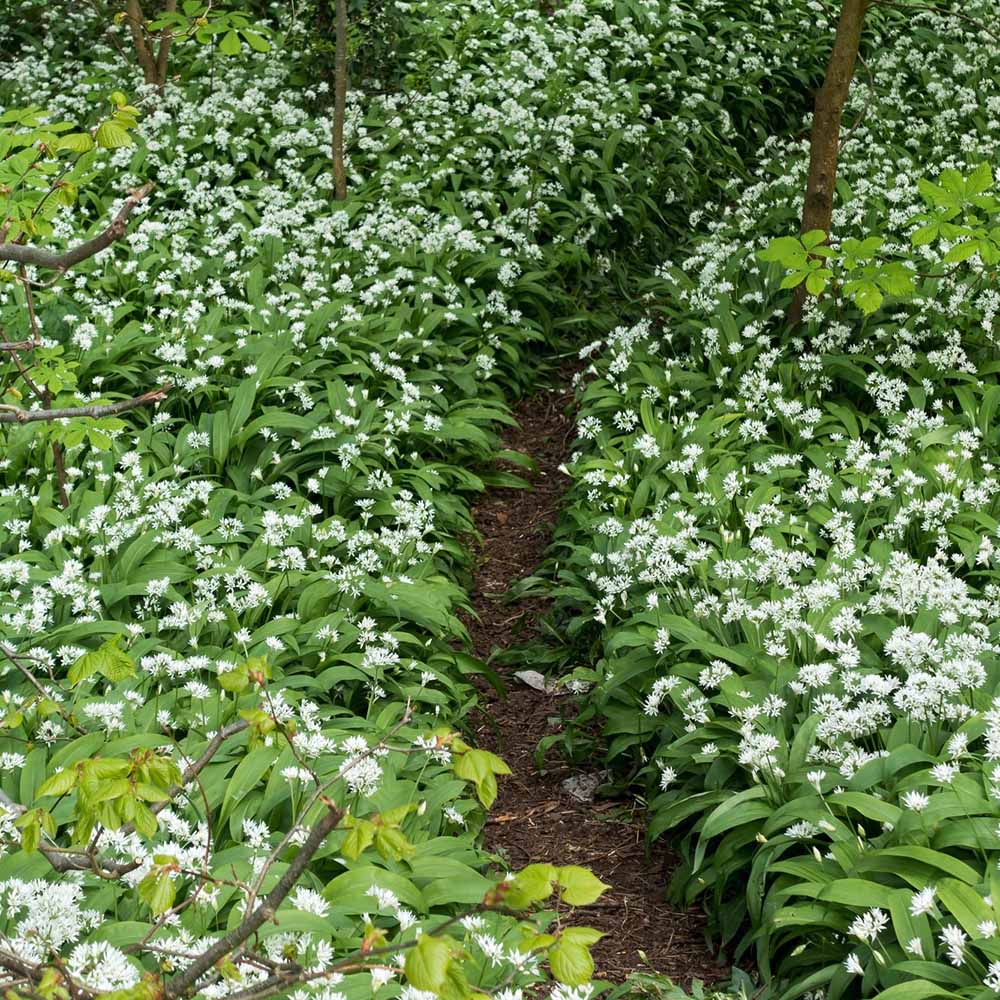 Allium Ursinum - Image 6