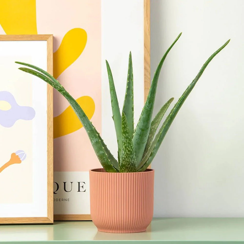 Aloe Vera Planta in Ghiveci – Gel Natural pentru Piele, Ingrijire si Vindecare - 40-45 cm - Image 4