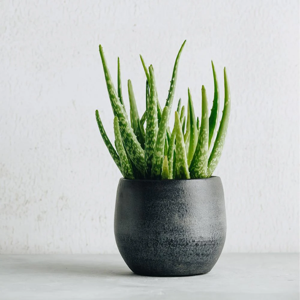 Aloe Vera Planta in Ghiveci, Gel Natural pentru Piele, Ingrijire si Vindecare - 30 cm - Image 4