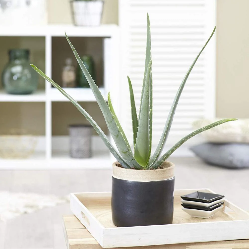 Aloe Vera Planta in Ghiveci, Gel Natural pentru Piele, Ingrijire si Vindecare - 30 cm - Image 6