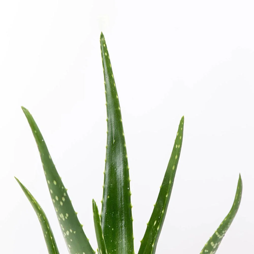 Aloe Vera Planta in Ghiveci – Gel Natural pentru Piele, Ingrijire si Vindecare - 80 cm - Image 17