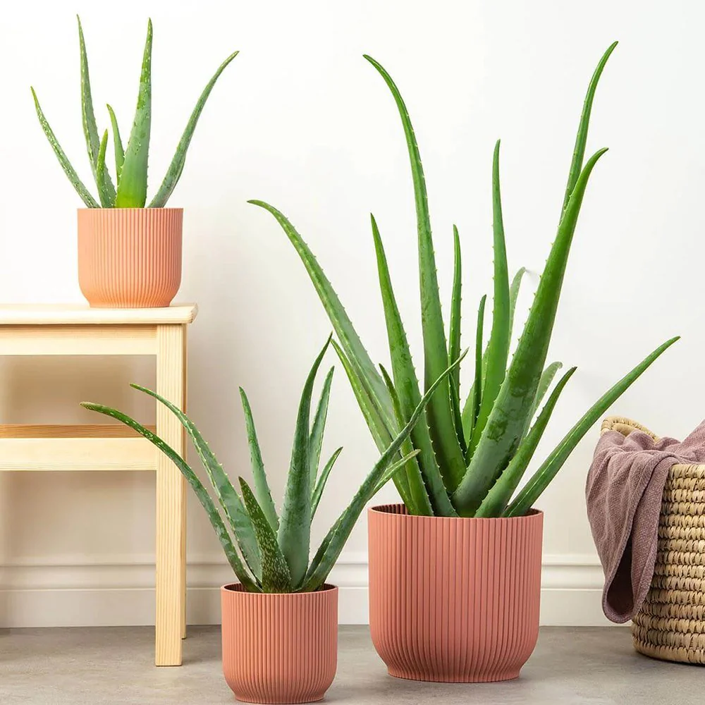 Aloe Vera Planta in Ghiveci – Gel Natural pentru Piele, Ingrijire si Vindecare - 80 cm - Image 4