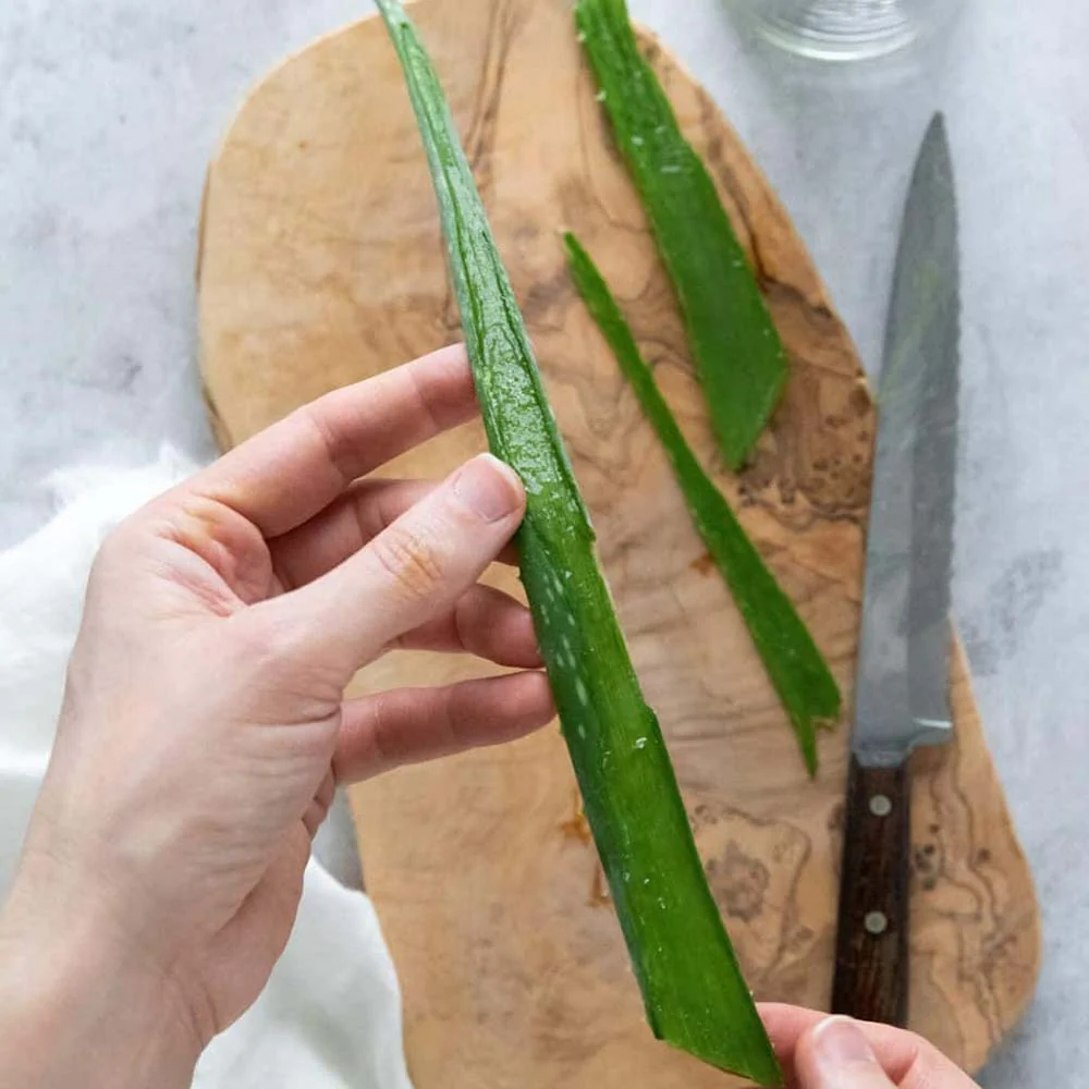 Aloe Vera planta in ghiveci, 50-60 cm, gel natural pentru piele, ingrijire si vindecare - Image 12
