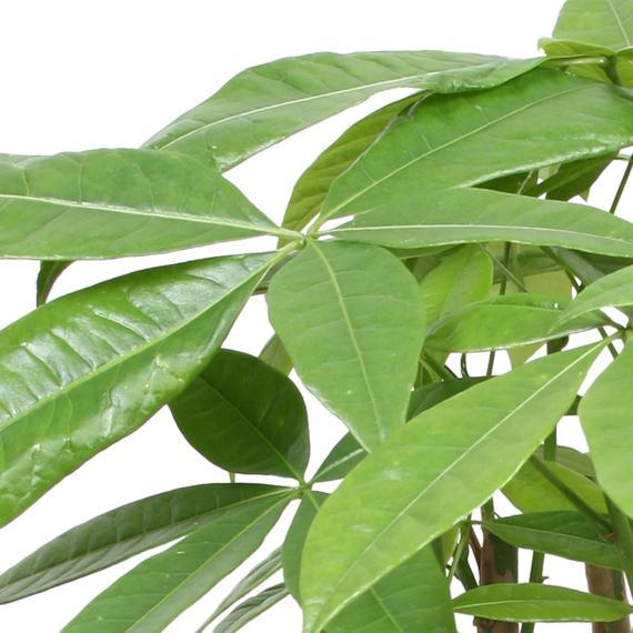 Arborele Banilor (Pachira Aquatica), 140 cm, cu tulpina Impletita, planta de interior norocoasa, purificatoare de aer - Image 11