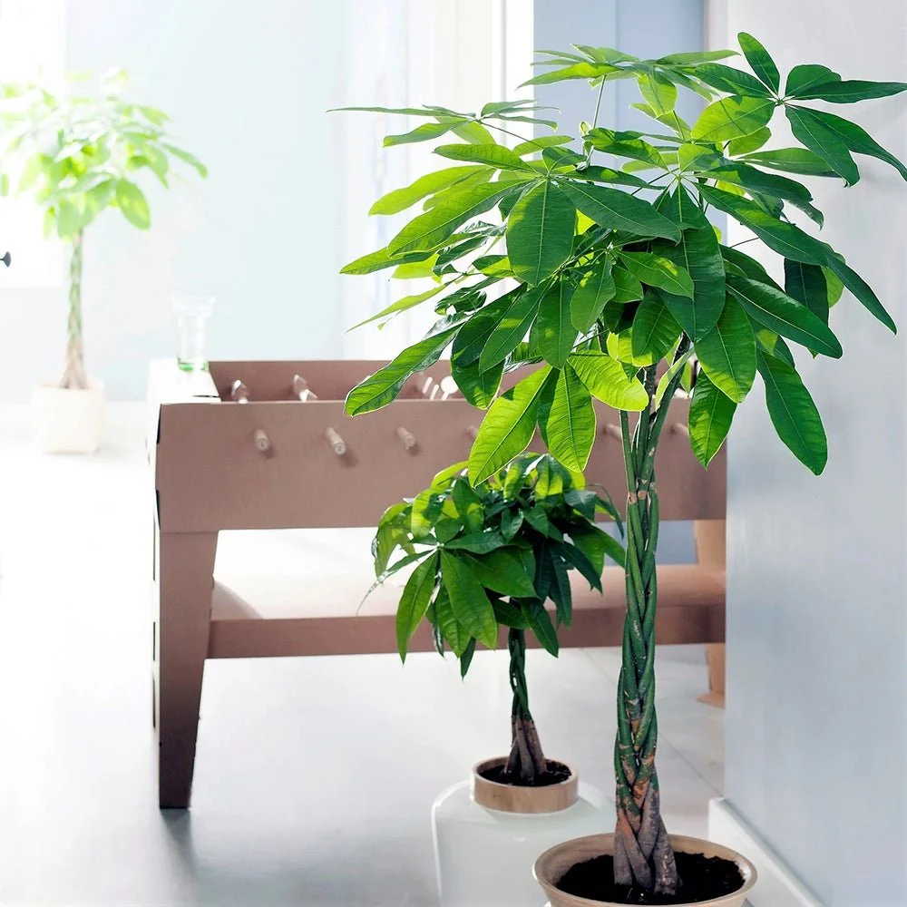 Arborele Banilor (Pachira Aquatica), 140 cm, cu tulpina Impletita, planta de interior norocoasa, purificatoare de aer - Image 5