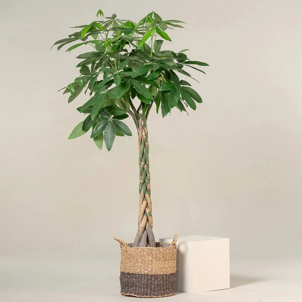 Arborele Banilor (Pachira Aquatica), 40 cm, cu tulpina Impletita, planta de interior norocoasa, purificatoare de aer - Image 11