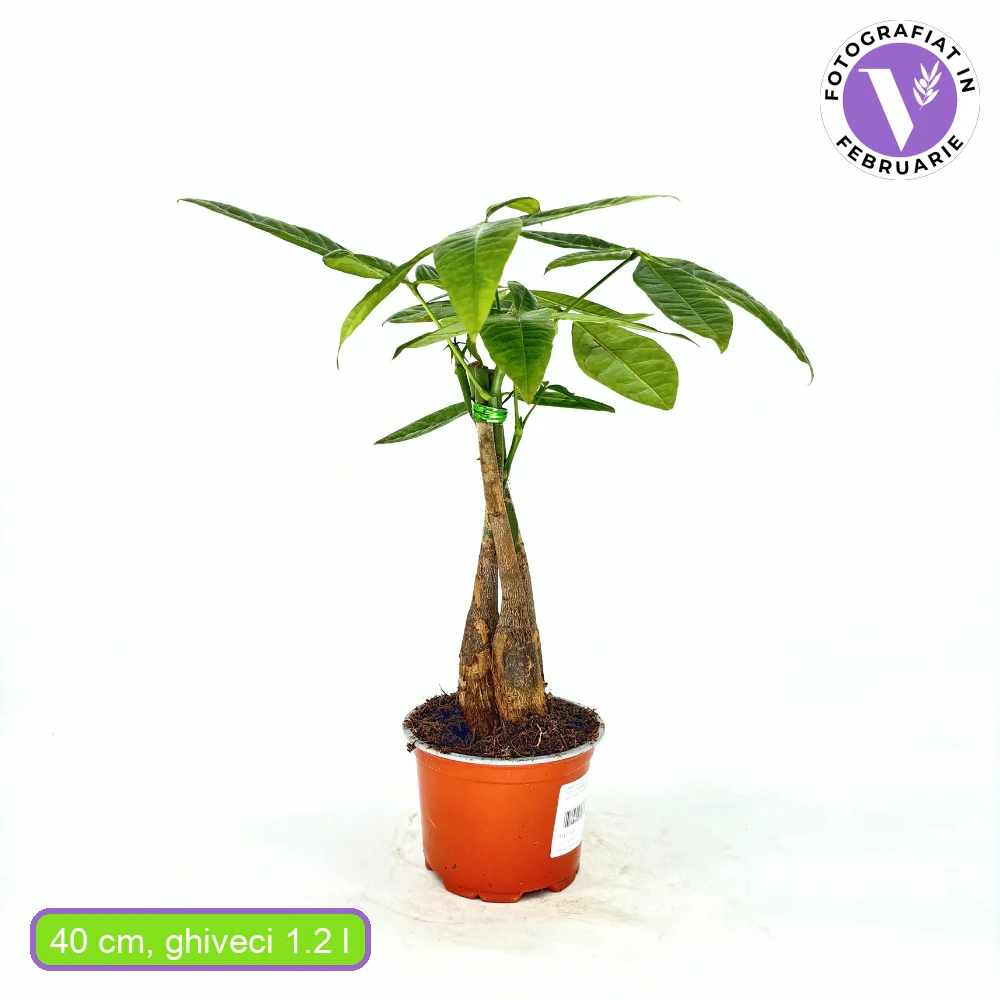 Arborele Banilor (Pachira Aquatica), 40 cm, cu tulpina Impletita, planta de interior norocoasa, purificatoare de aer - Image 13