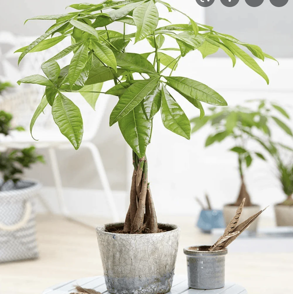 Arborele Banilor (Pachira Aquatica), 40 cm, cu tulpina Impletita, planta de interior norocoasa, purificatoare de aer - Image 8