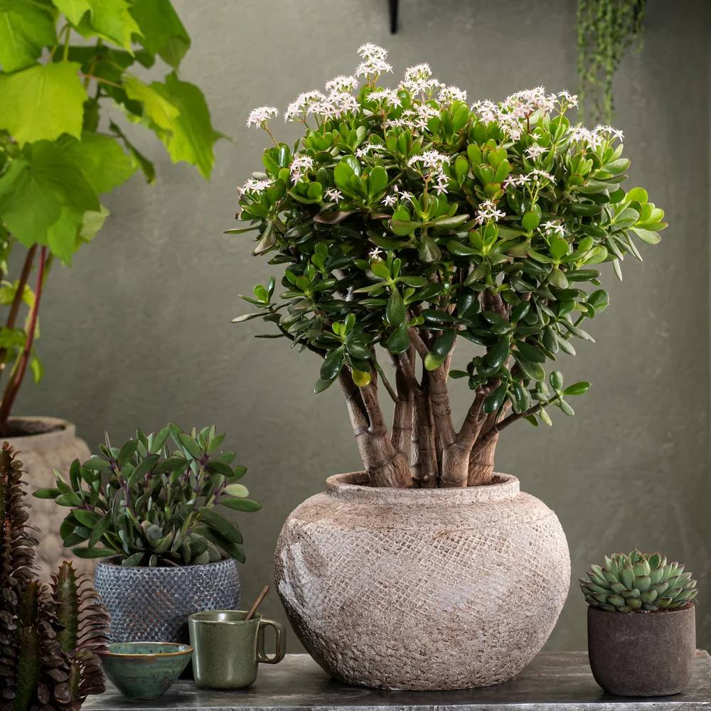 Arborele de Jad Norocos (Crassula Ovata), planta suculenta decorativa, usor de ingrijit, 20 cm - Image 3