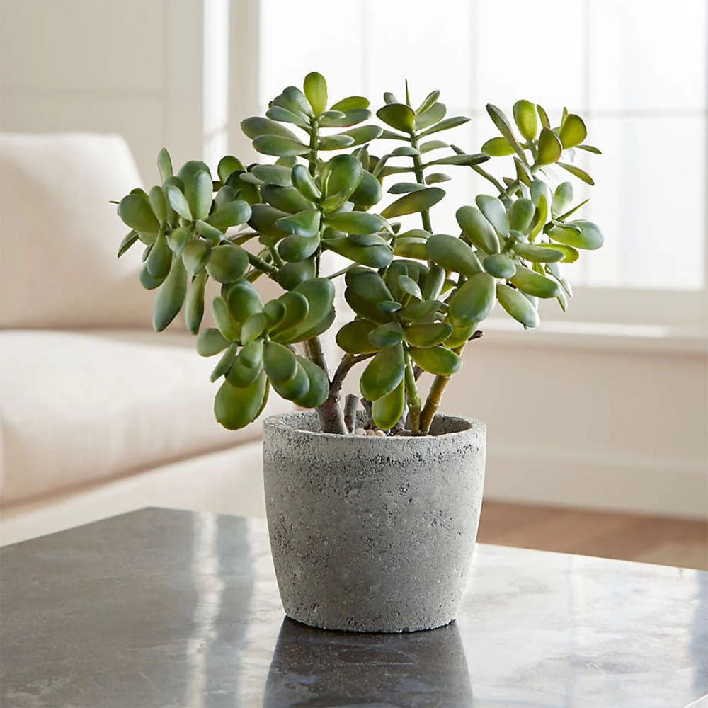 Arborele de Jad Norocos (Crassula Ovata), planta suculenta decorativa, usor de ingrijit, 20 cm - Image 6