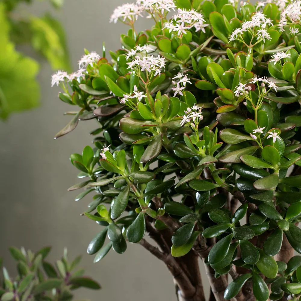 Arborele de Jad Norocos (Crassula Ovata), 75 cm, planta suculenta decorativa, usor de ingrijit - Image 7