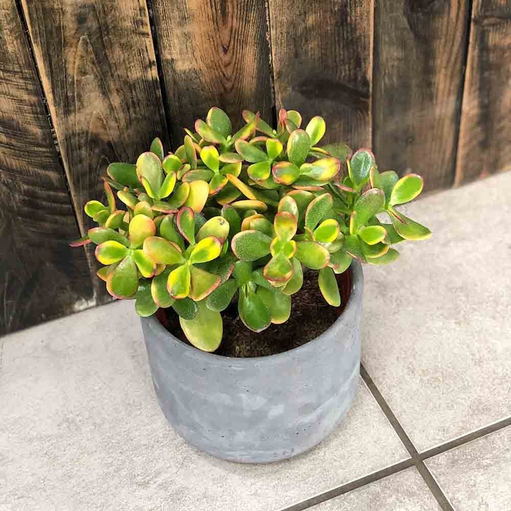 Arbore de Jad Norocos (Crassula ovata) Sunset, planta suculenta colorata, decorativ, usor de ingrijit, 20 cm - Image 5