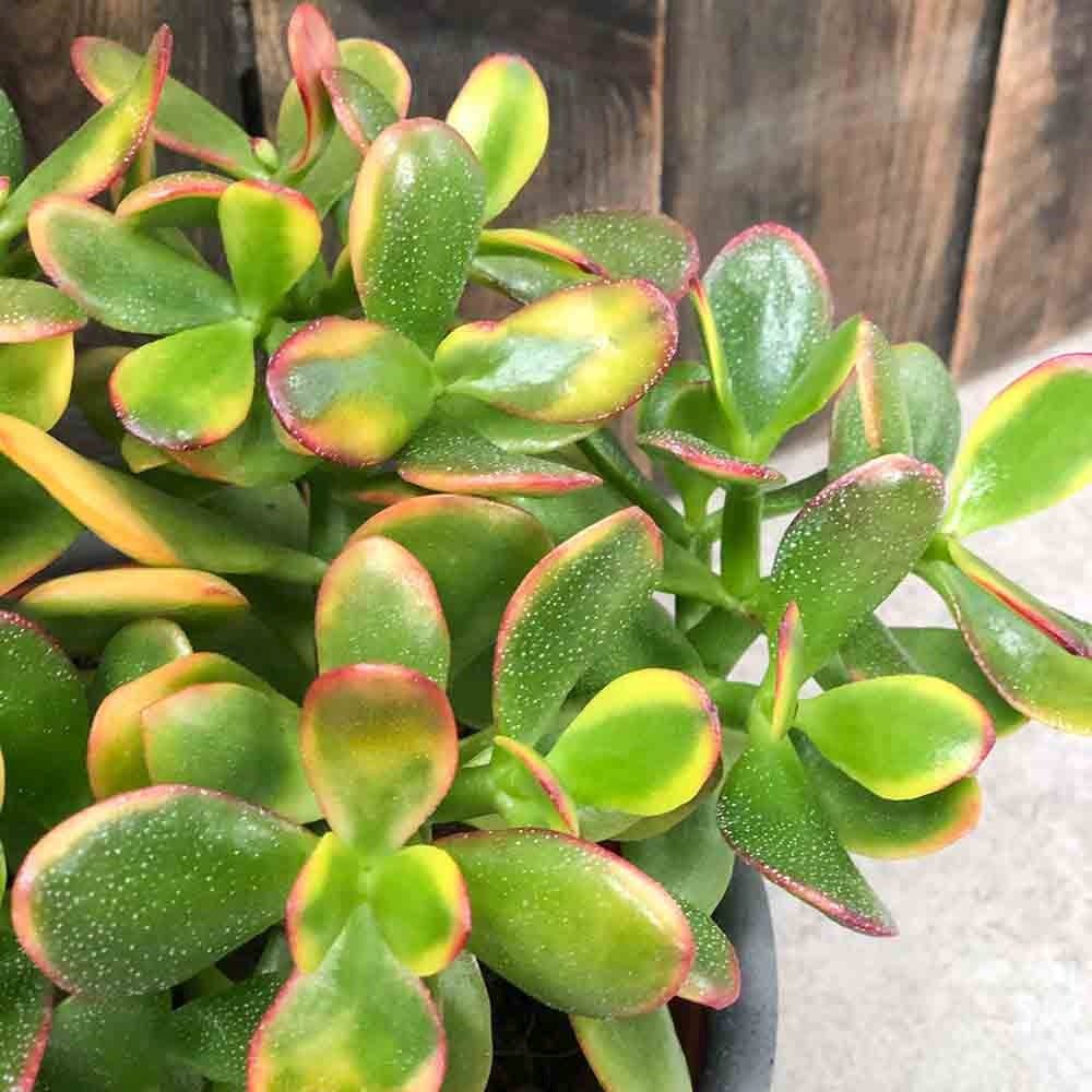Arbore de Jad Norocos (Crassula ovata) Sunset, planta suculenta colorata, decorativ, usor de ingrijit, 20 cm - Image 6