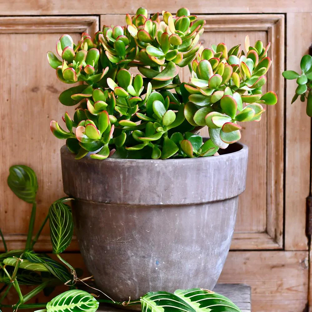 Arbore de Jad Norocos (Crassula ovata) Sunset, 80-100 cm, planta suculenta colorata, decorativ, usor de ingrijit - Image 3