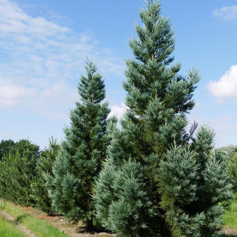 Arborele Mamut, Sequoia Gigant Albastru (Sequoiadendron Giganteum), conifer cu ace albastre, aspect metalic usor, arbore decorativ urias, vesnic verde, coroana piramidala - Image 3