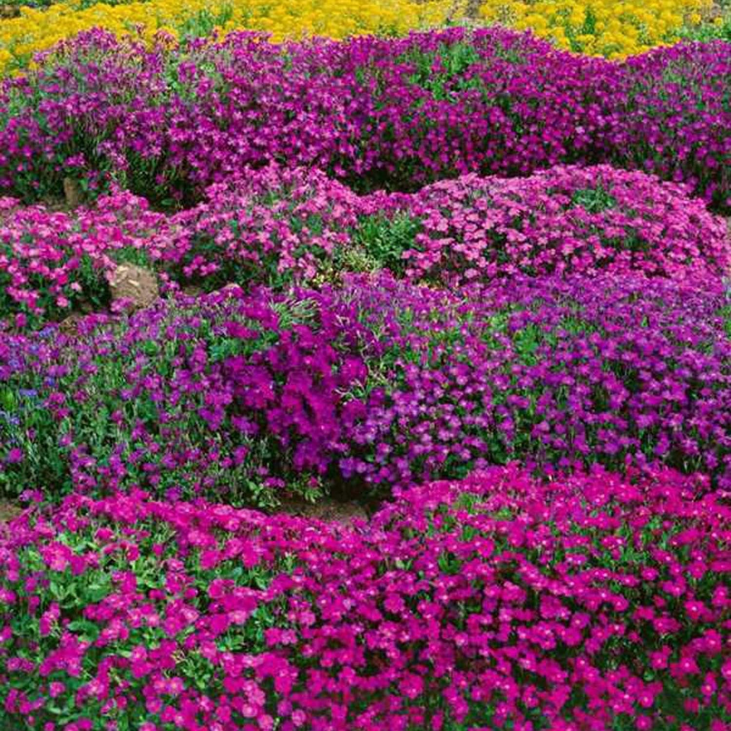 Aubrieta Cascade Purple (Campanula), autoextindere naturala, cu flori violet intens, covor colorat, planta perena pentru stancarii, crestere rapida - Image 5