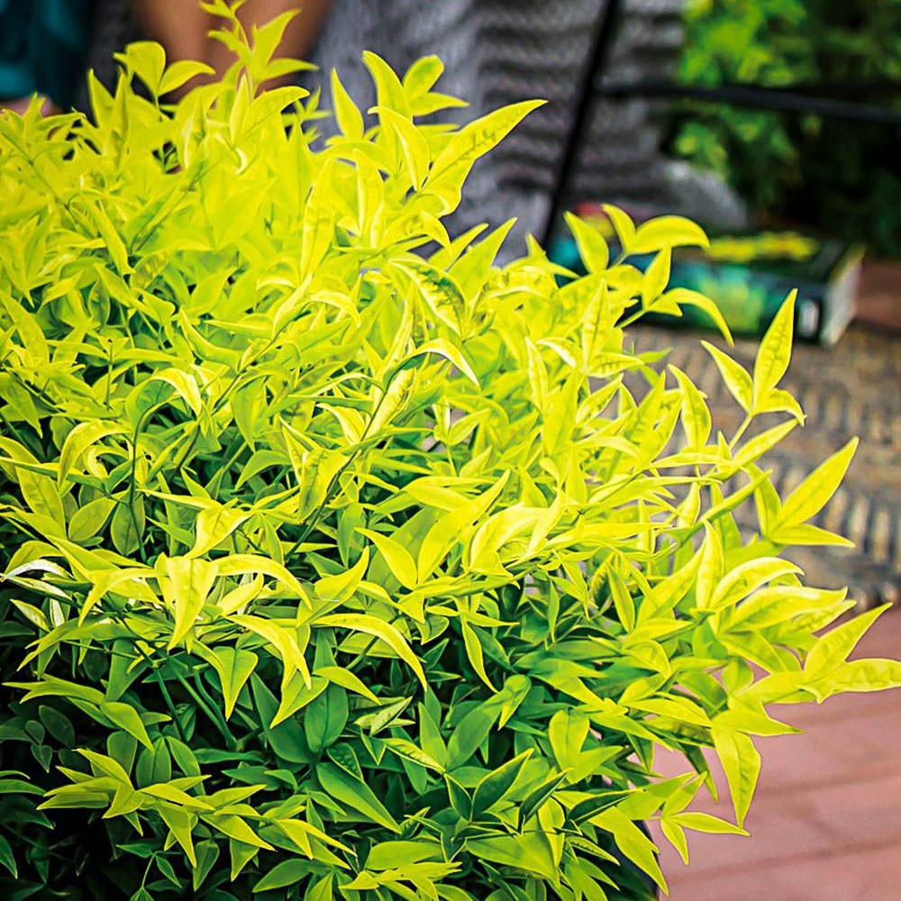 Bambus Sacru Nandina Lemon-Lime, decorativ cu frunze galben-verzui, arbust vesnic verde, gradina japoneza, feng shui - Image 14