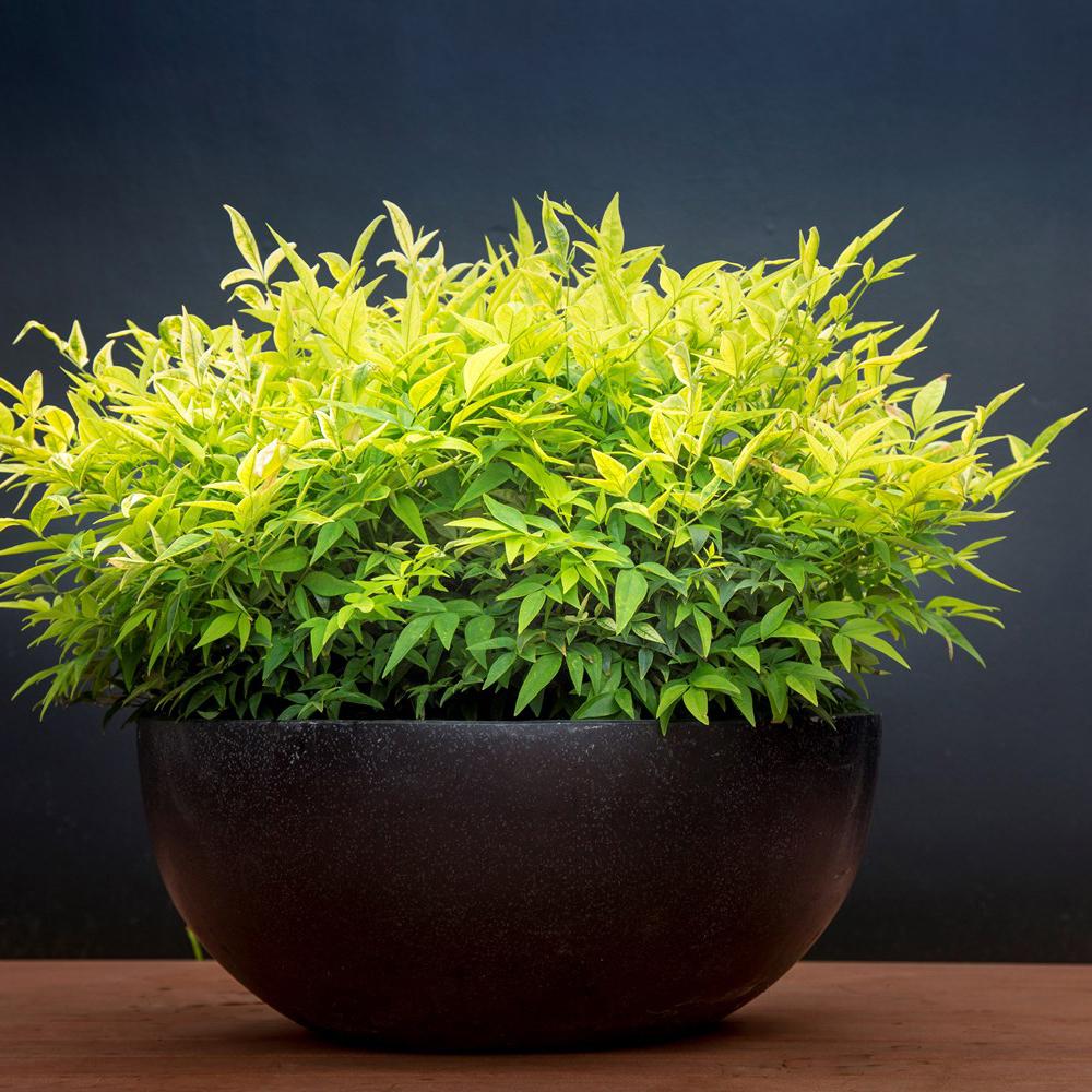 Bambus Sacru Nandina Lemon-Lime, decorativ cu frunze galben-verzui, arbust vesnic verde, gradina japoneza, feng shui - Image 5