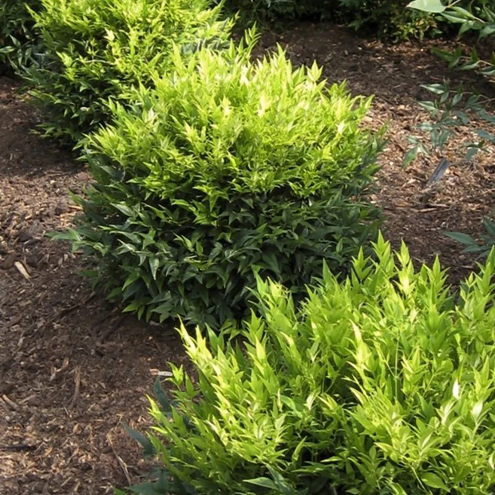 Bambus Sacru Nandina Lemon-Lime, decorativ cu frunze galben-verzui, arbust vesnic verde, gradina japoneza, feng shui - Image 6