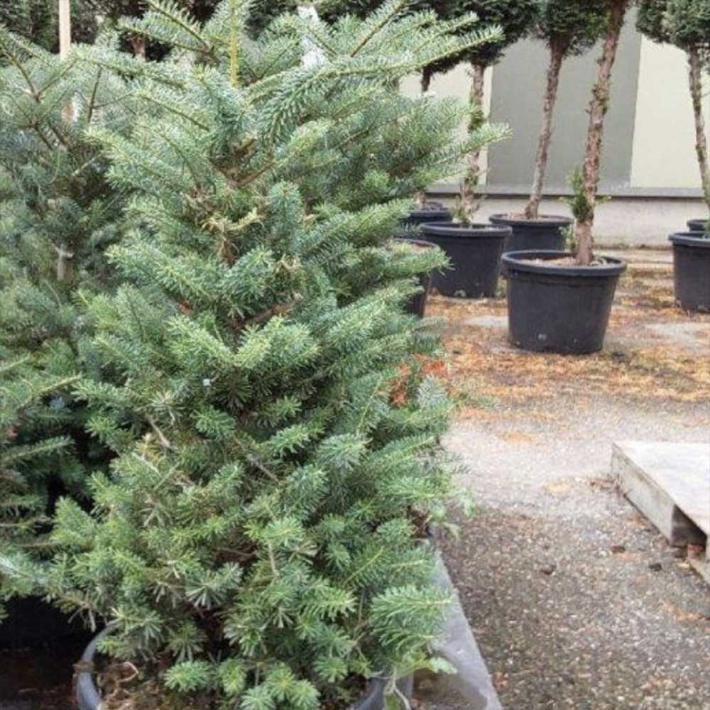 Brad Corean (Abies Koreana), cu conuri purpurii albastre, brad perfect de craciun - Image 10