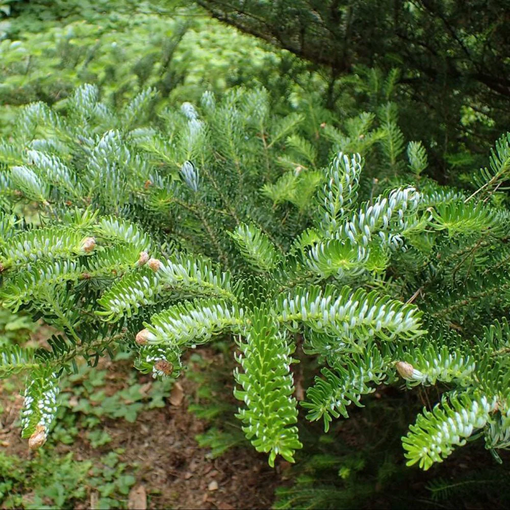 Brad Corean (Abies Koreana), cu conuri purpurii albastre, brad perfect de craciun - Image 3