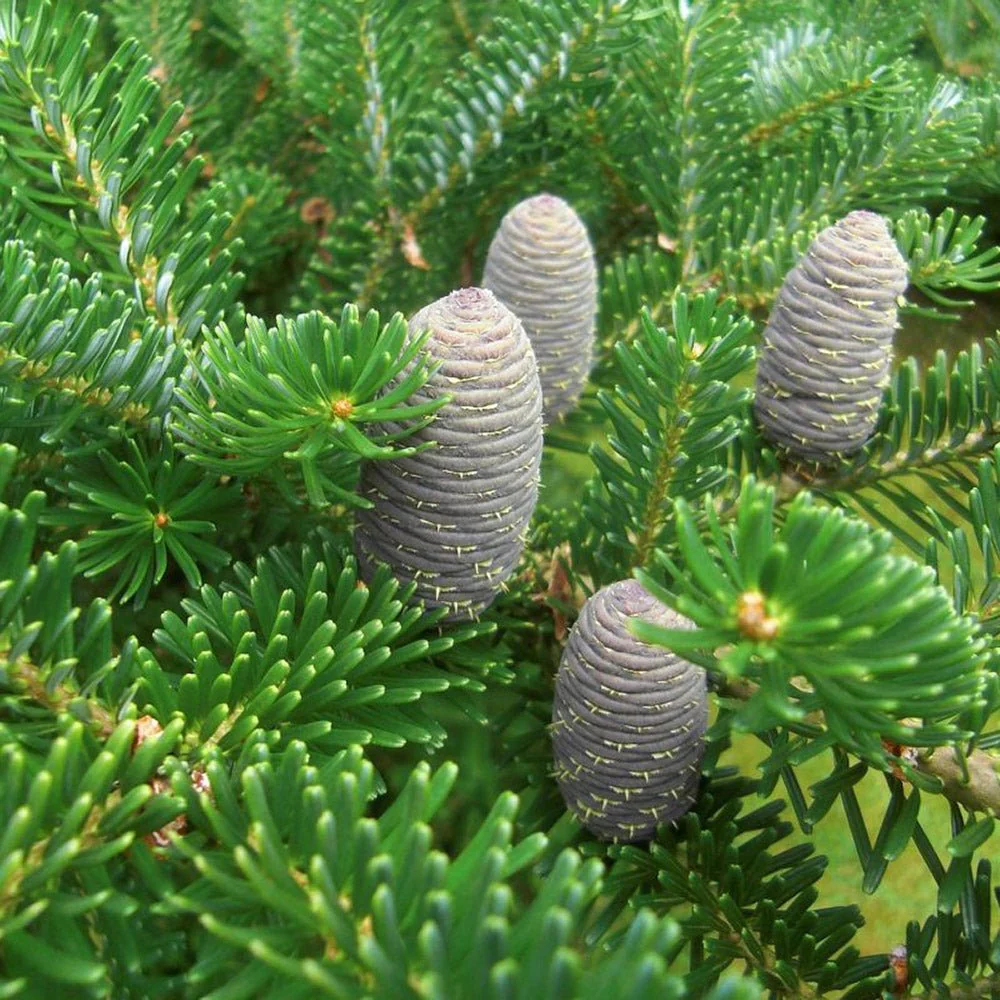 Brad Corean (Abies Koreana), cu conuri purpurii albastre, brad perfect de craciun - Image 4
