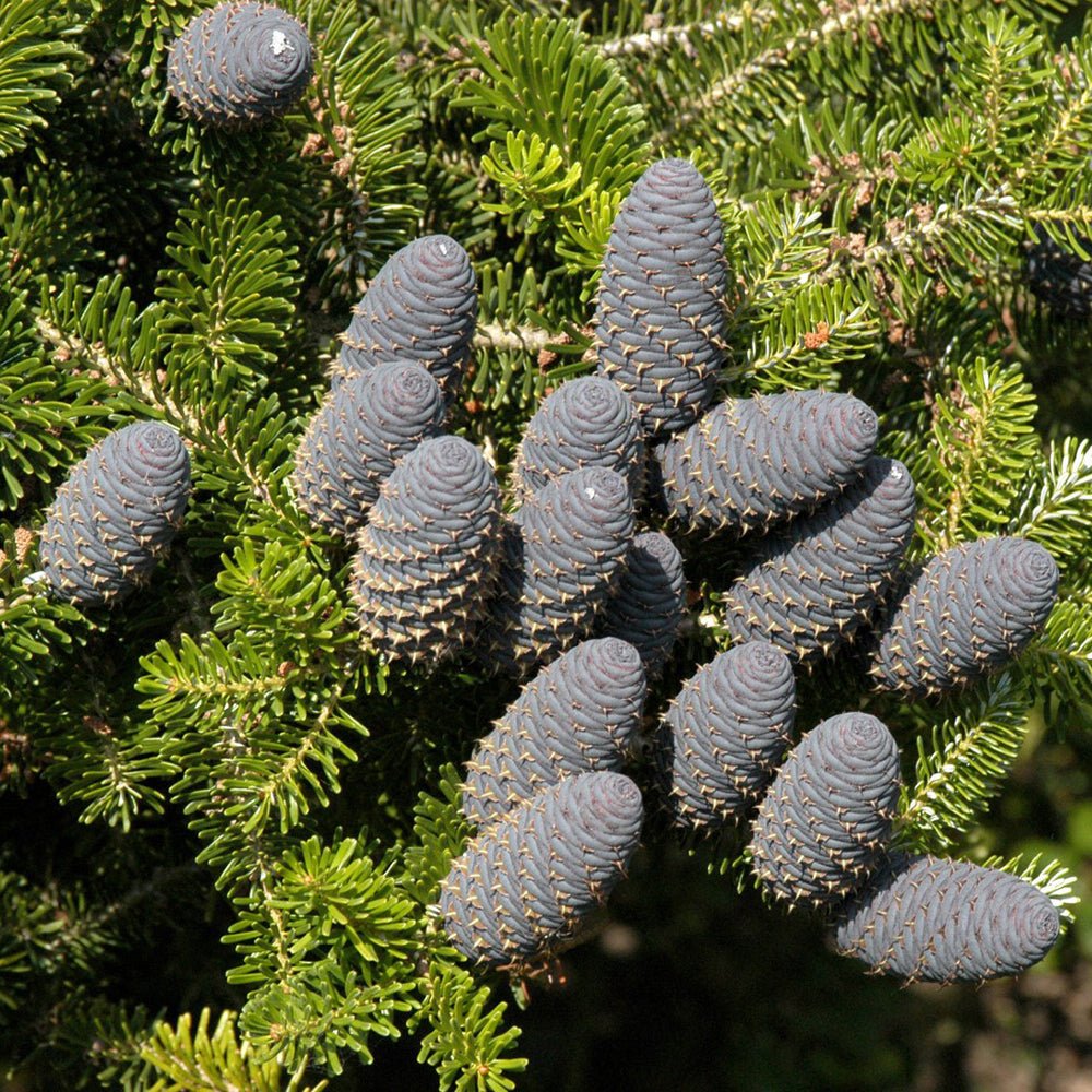 Brad Corean (Abies Koreana), cu conuri purpurii albastre, brad perfect de craciun - Image 5