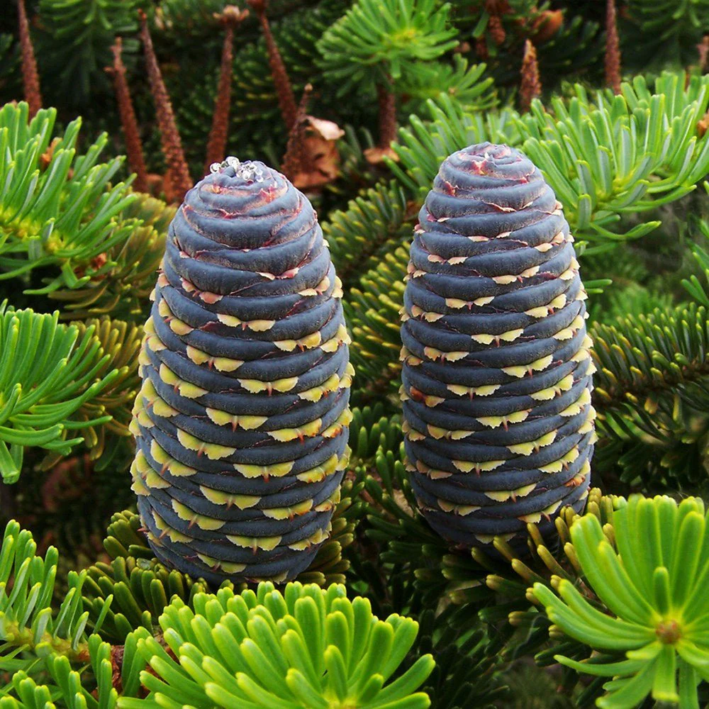 Brad Corean (Abies Koreana), cu conuri purpurii albastre, brad perfect de craciun - Image 6