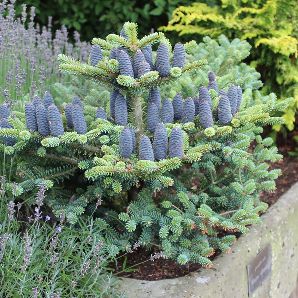 Brad Corean Blue Emperor (Abies), cu ace albastre-argintii - Image 4