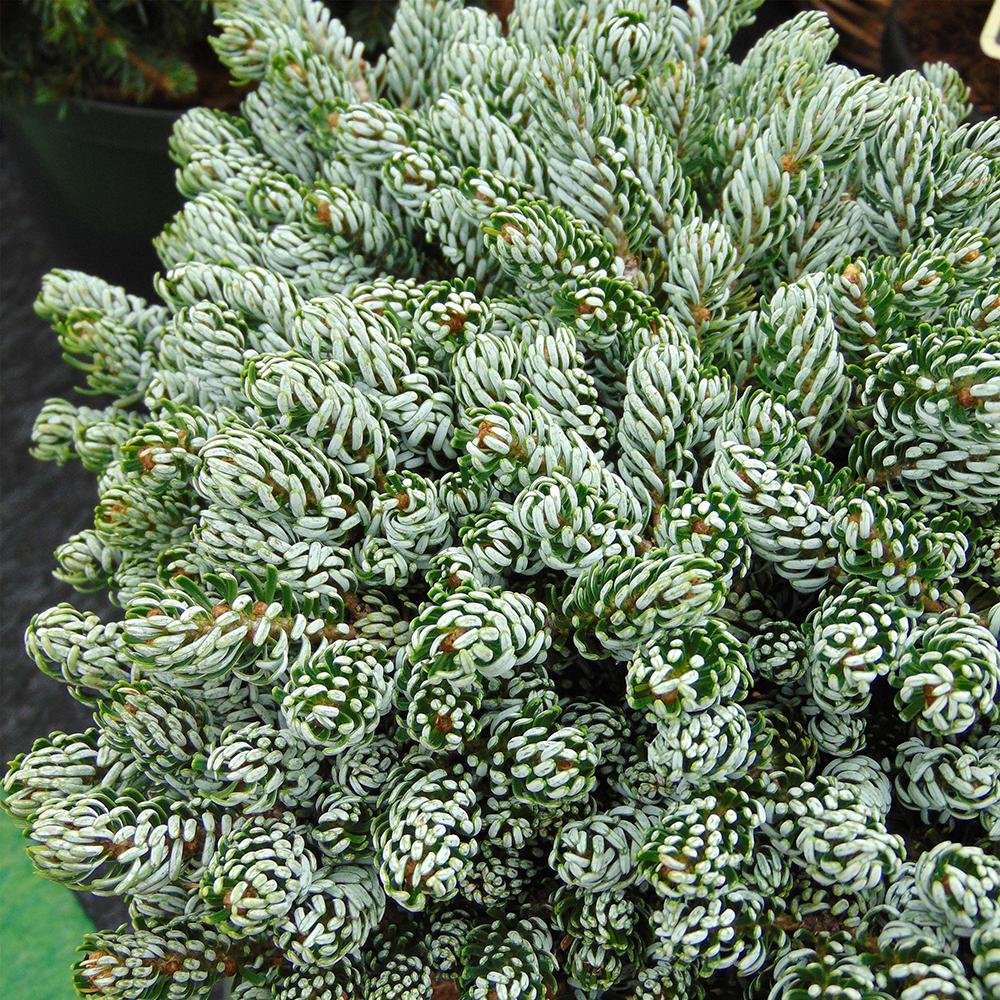 Brad Corean Kohouts Icebreaker (Abies), cu ace argintii-albastrui - Image 7