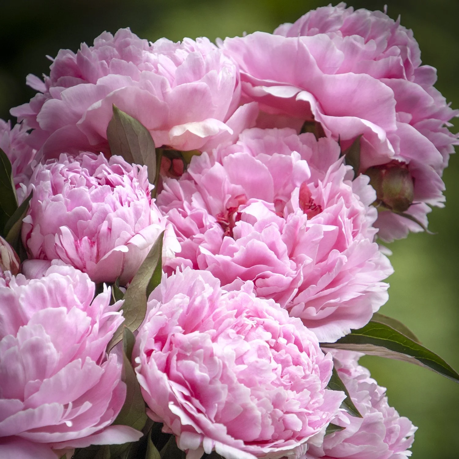 Bujor arbustiv nobil Sarah Bernhardt, cu flori roz si parfum puternic - Image 3