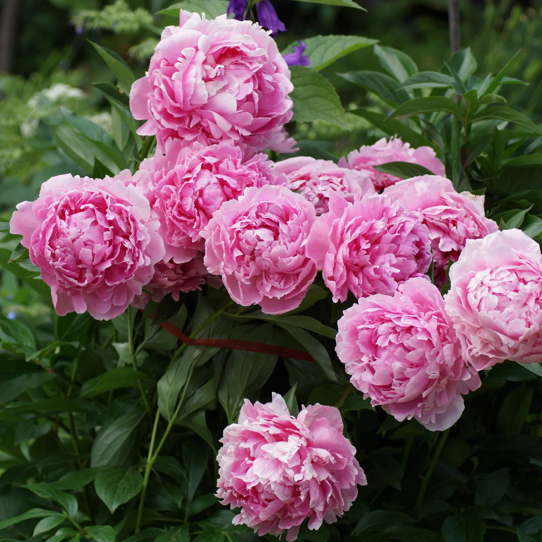 Bujor arbustiv nobil Sarah Bernhardt, cu flori roz si parfum puternic - Image 6