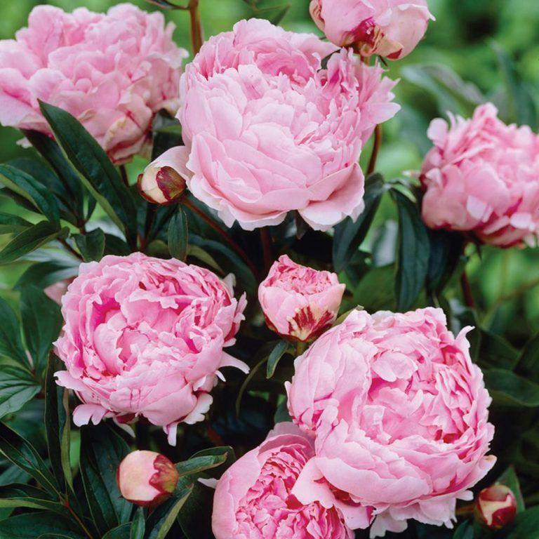 Bujor arbustiv nobil Sarah Bernhardt, cu flori roz si parfum puternic - Image 8