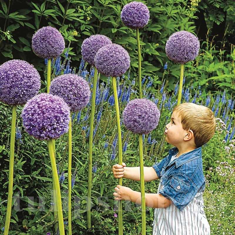 Ceapa Ornamentala (Allium) Gladiator, flori sferice uriase, violet intens - Image 3