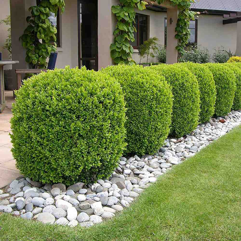 Buxus Sempervirens (Cimisir), gard viu mic vesnic verde - Image 10