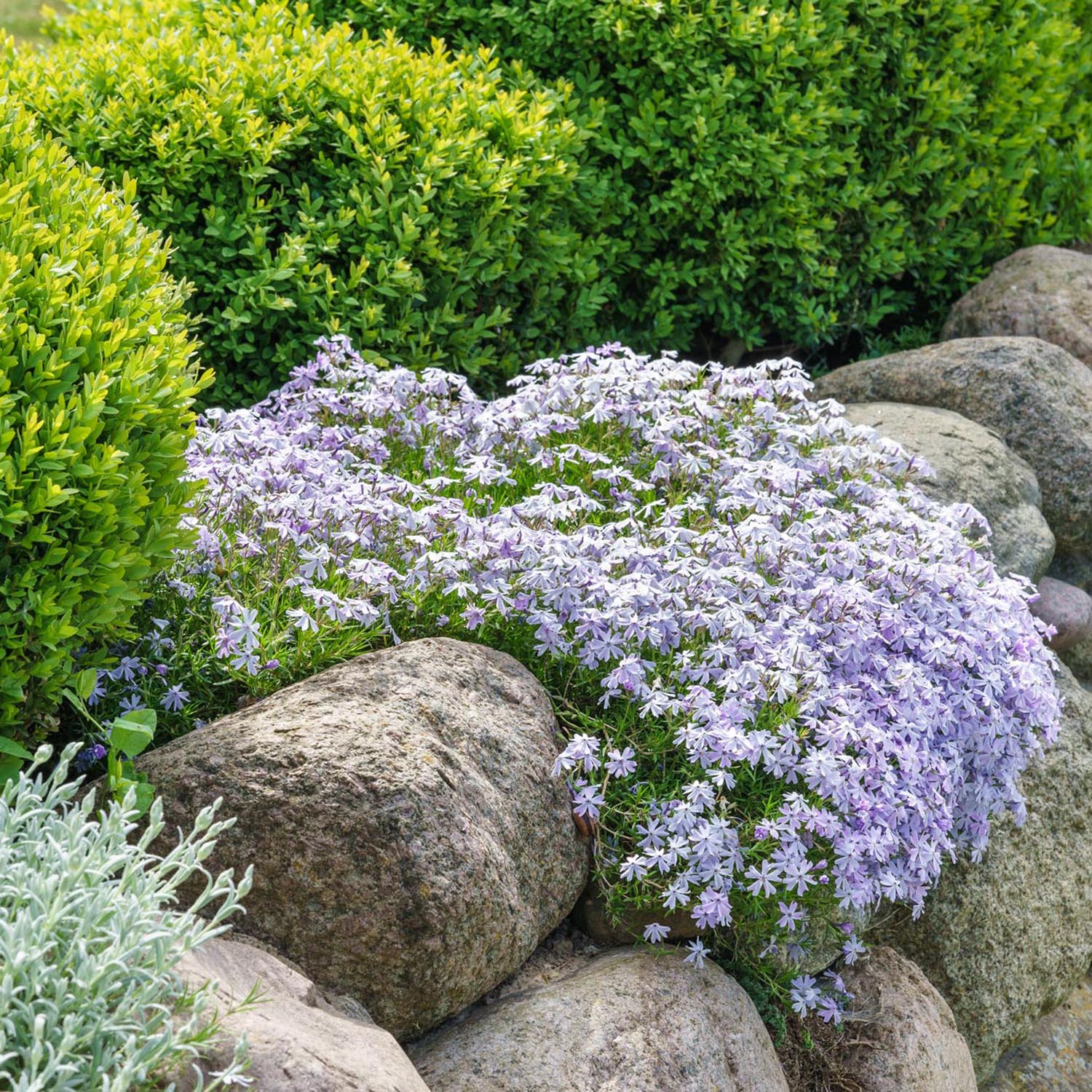 Buxus Sempervirens (Cimisir), gard viu mic vesnic verde - Image 12