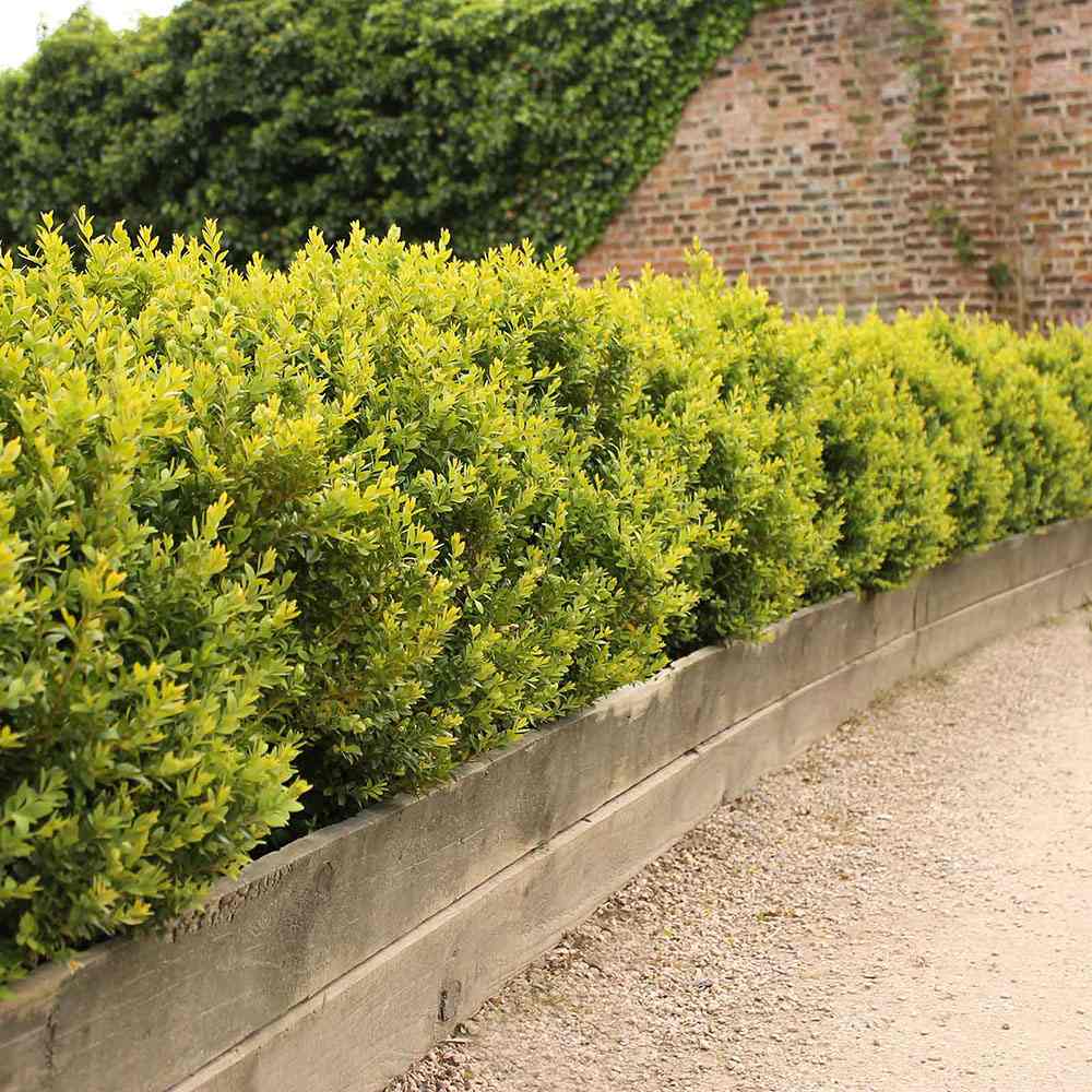 Buxus Sempervirens (Cimisir), gard viu mic vesnic verde - Image 17