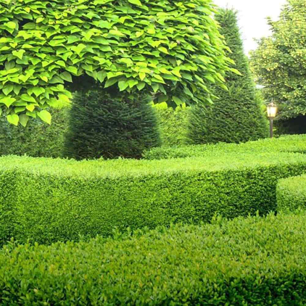Buxus Sempervirens (Cimisir), gard viu mic vesnic verde - Image 25