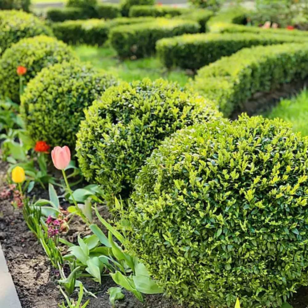 Buxus Sempervirens Sferic (Cimisir), forma globulara, vesnic verde, aspect elegant pentru gradina - Image 5