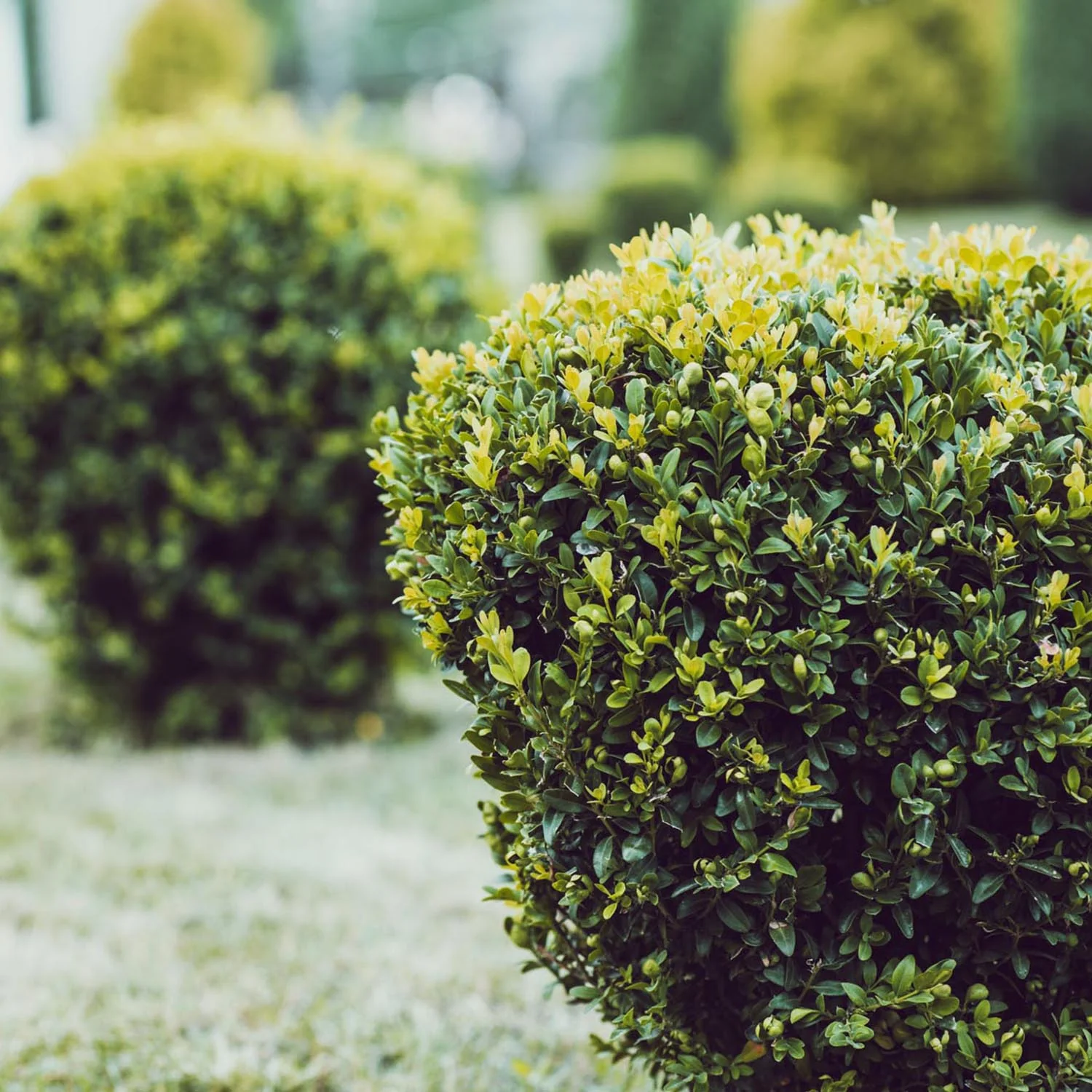 Buxus Sempervirens Sferic (Cimisir), forma globulara, vesnic verde, aspect elegant pentru gradina - Image 8