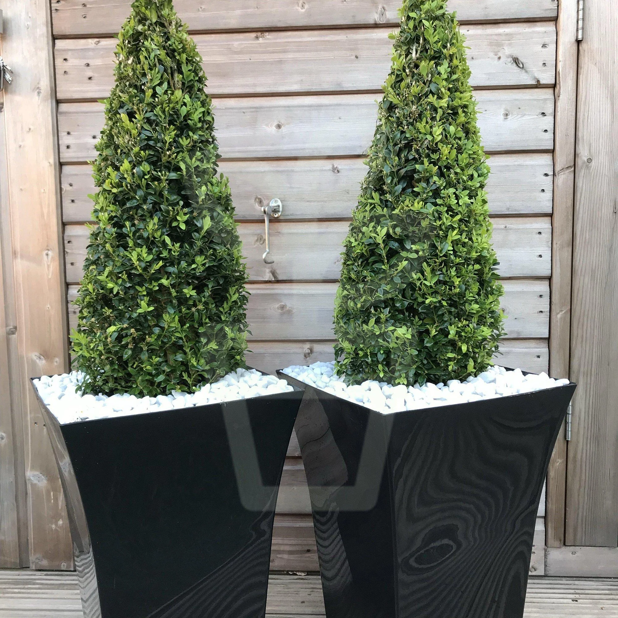 Buxus Sempervirens (Cimisir) Piramida - Image 3