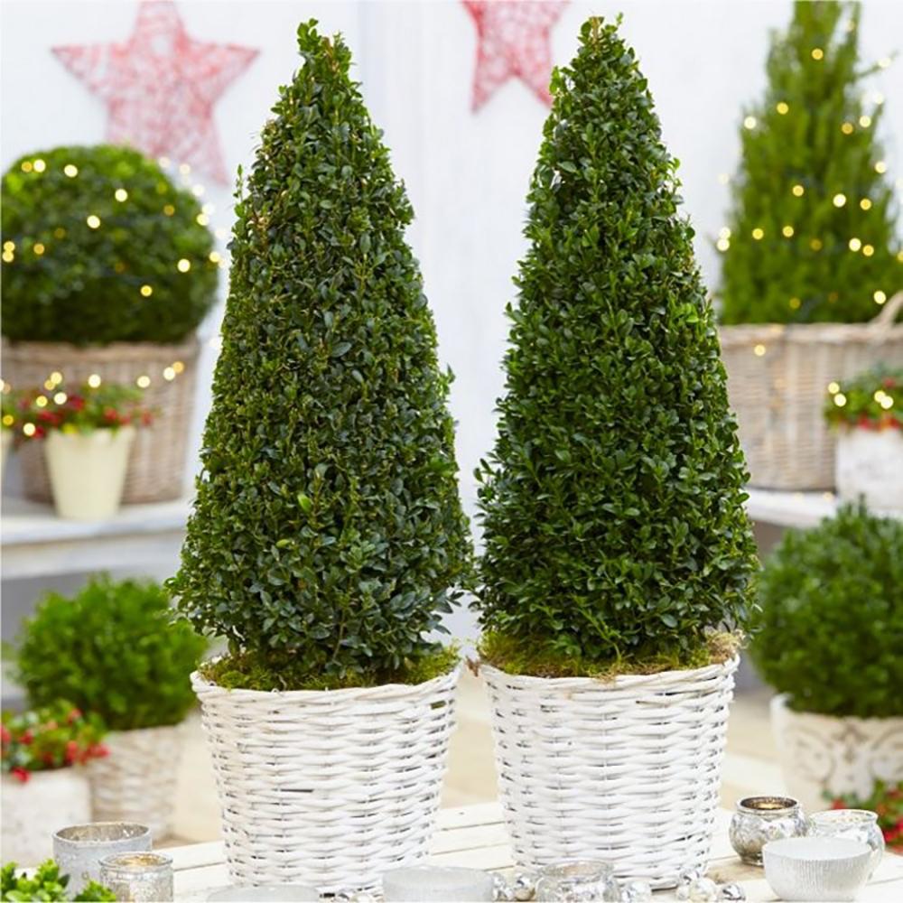 Buxus Sempervirens (Cimisir) Piramida - Image 5